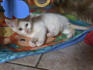 Katzen Baby