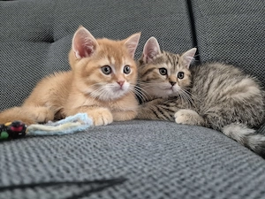 Süße BKH Kitten  