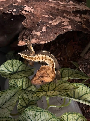 0.1 Kronengecko C. ciliatus Weibchen 