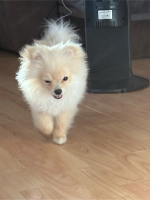 Mini Pomeranian Zwergspitz Hündin 