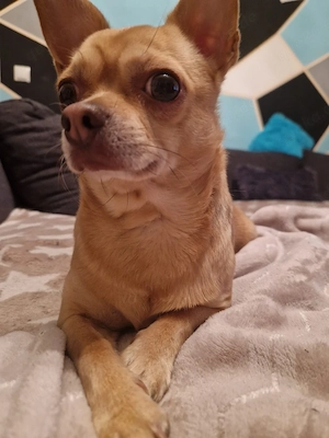 chihuahua rüde