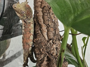 Flechtengecko Mniarogekko mit Terrarium Bild 3