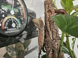 Flechtengecko Mniarogekko mit Terrarium Bild 2