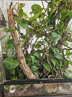Flechtengecko Mniarogekko mit Terrarium Bild 5