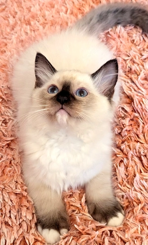 Ragdoll Reinrassing kitten Abgabe ab sofort 