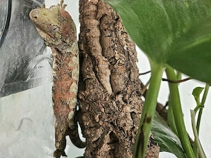 Flechtengecko Mniarogekko