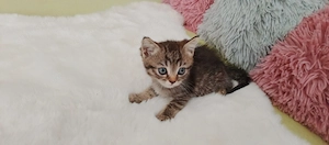 Süße BKH kitten sofort Abgabebereit Bild 6