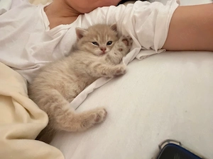 Liebevolle BKH Kitten suchen ab dem 15.09.2026 ein neues Zuhause 