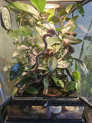 Anolis pogus mit Terrarium