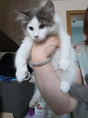 Kitten anzugeben