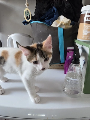 Kitten anzugeben
