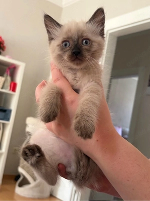 Heilige Birma  Main Coon mix kitten geimpft und gechipt 