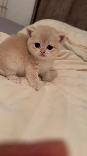 Liebevolle BKH Kitten suchen ab dem 15.09.2026 ein neues Zuhause