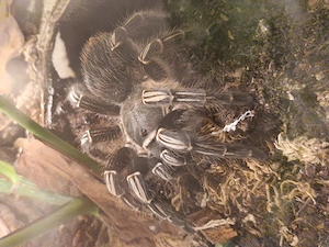 Vogelspinnen zur Abgabe 