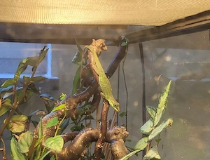 Gruppe Anolis trinitatis mit Terrarium