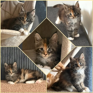 Zauberhaftes Maine Coon Mädchen 