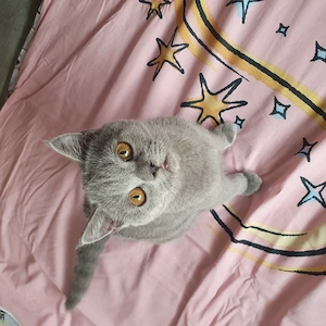 Wunderschöne BKH Kitten