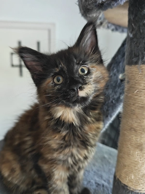Maine Coon Kätzchen - suchen ein neues Zuhause