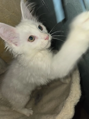 Reinrassige Maine Coon Kitten (12 Wochen) ab sofort !!!