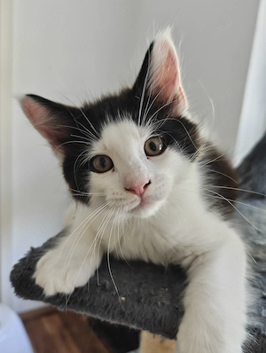 Noch ein Maine-Coon-Kätzchen ist frei und sucht eine liebevolle Familie