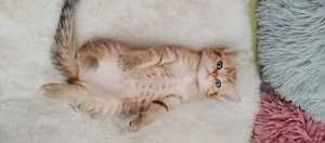 Süße BKH kitten sofort Abgabebereit Bild 4