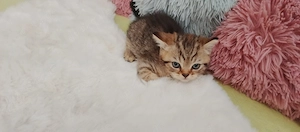 Süße BKH kitten sofort Abgabebereit Bild 7