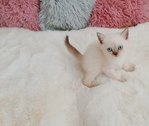 Süße BKH kitten sofort Abgabebereit Bild 9