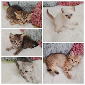 Süße BKH kitten sofort Abgabebereit Bild 2