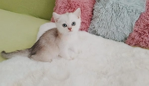 Süße BKH kitten sofort Abgabebereit Bild 5