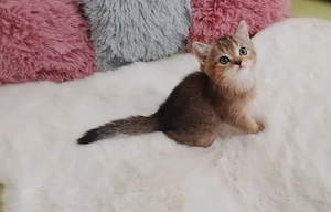Süße BKH kitten sofort Abgabebereit Bild 3