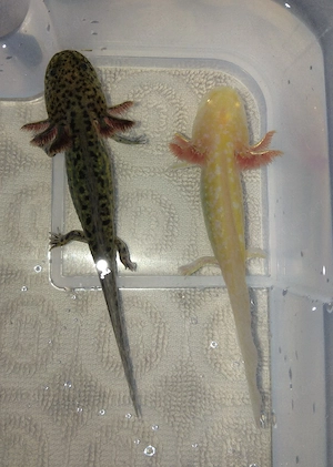 Axolotl Jungtiere abzugeben 