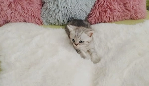 Süße BKH kitten sofort Abgabebereit Bild 8