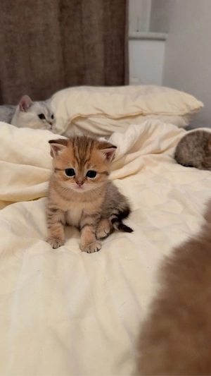 Liebevolle Kitten suchen ab dem 15.09.2026 ein neues Zuhause