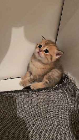 BLH katze sucht ein neues haus ab 12 wochen