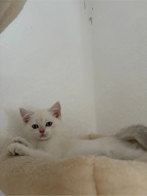 BKH Kitten