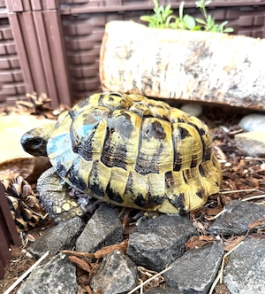 Griechische Schildkröte erwachsene 