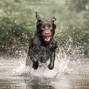 FCI Labrador Retriever Deckrüde braun 