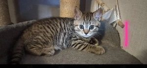 BKH Kitten