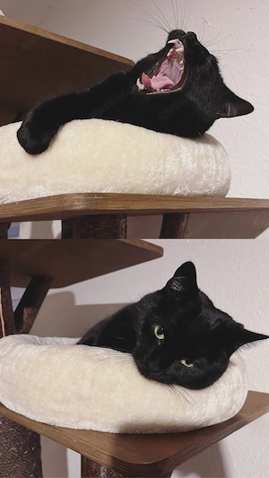 Vermittlung Katze