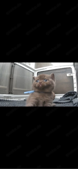 Bkh Kitten Chocolate 