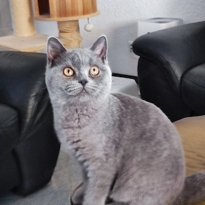 BKH Katerchen in BLAU sofort abgabebereit