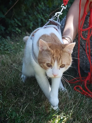 Liebevoller Kater sucht schönes Zuhause (Schutzgebühr