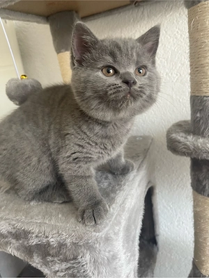 BKH- Reinrassige Kitten.