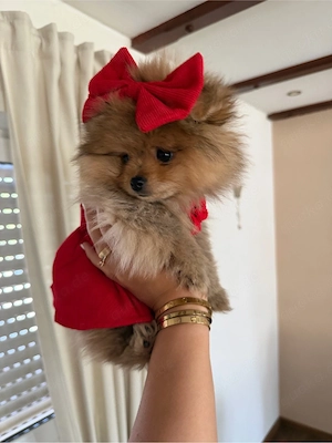    Zauberhafte Pomeranian-Hündin sucht ihr Für-Immer-Zuhause   