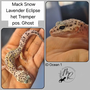 MS Lavender Eclipse het.Tremüer Pos Ghost Leopardgecko 