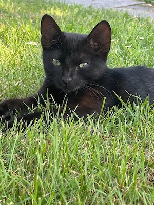      Kleine Katzenbabys