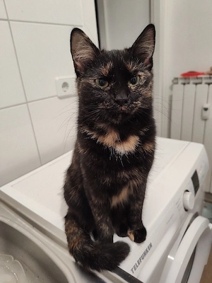 Katze zu verschenken  Bild 3
