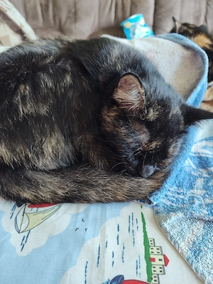 Katze zu verschenken  Bild 4