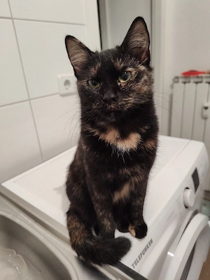 Katze zu verschenken  Bild 2