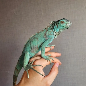 Blauer Leguan Iguana Iguana